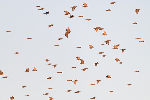 A flock of starlings in flight at twilight, illuminated by the setting sun, their amber tones and body shapes resembling falling leaves.
