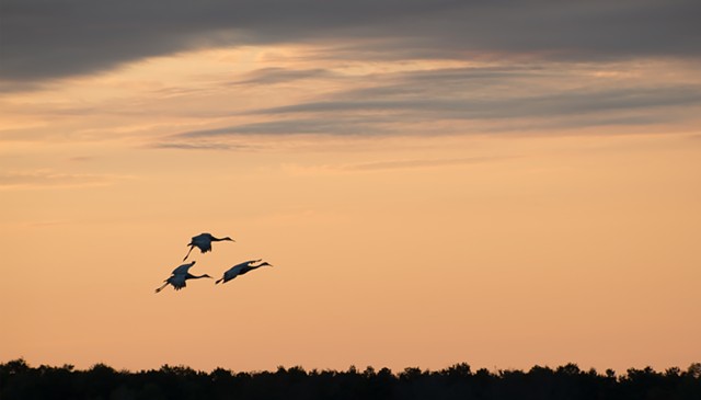 A color photograph depicts the silhouettes of three cranes landing at sunset.