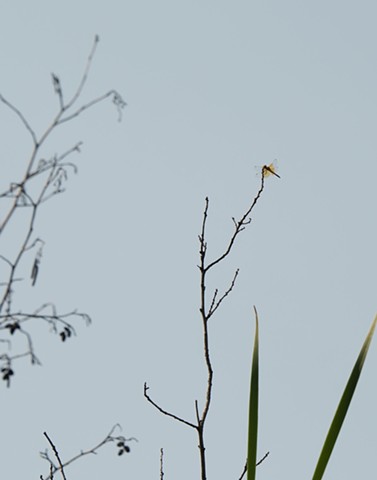 photograph of branches, dragonfly, grasses; Schmeeckle Reserve, Stevens Point, Wisconsin; by Colleen E. Gunderson