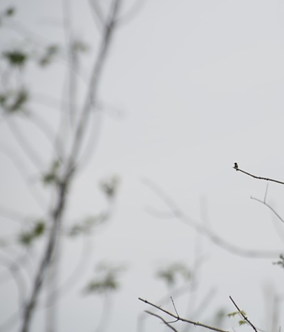 photograph of hummingbird, branches and leaves by Colleen Gunderson