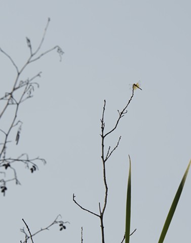 photograph of branches, dragonfly, grasses; Schmeeckle Reserve, Stevens Point, Wisconsin; by Colleen E. Gunderson