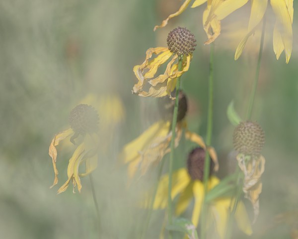 A hazy, atmospheric photograph of yellow coneflowers growing in an autumn field at County Grounds Park in Wauwatosa, Wisconsin.