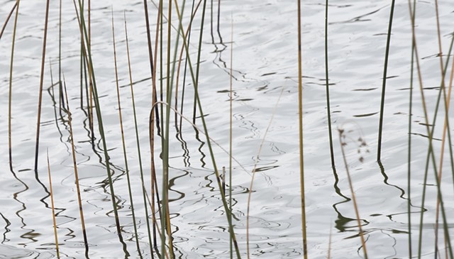 photograph of reeds reflections water Kangaroo Lake Door County Wisconsin by Colleen Gunderson