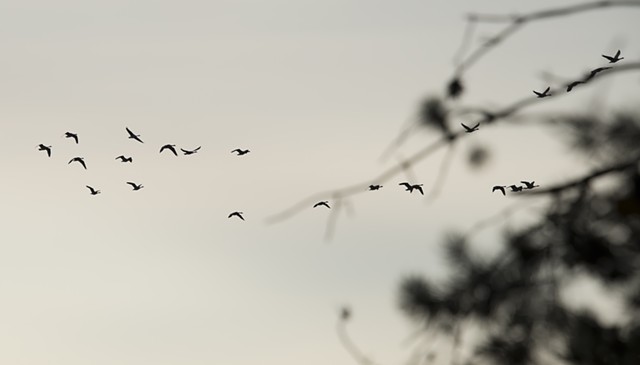 photograph of geese branches sunset Schmeeckle Reserve Stevens Point Wisconsin by Colleen Gunderson
