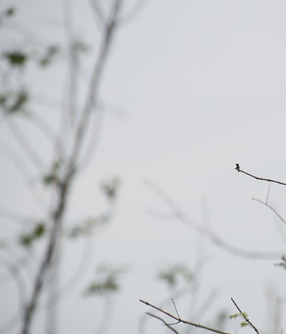 photograph of branches, hummingbird, leaves; Schmeeckle Reserve, Stevens Point, Wisconsin; by Colleen E. Gunderson