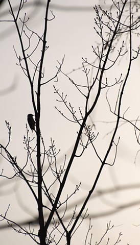 photograph of bird and branches by Colleen Gunderson