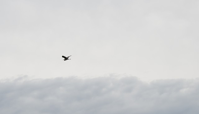 photograph of crane in flight above clouds by Colleen Gunderson