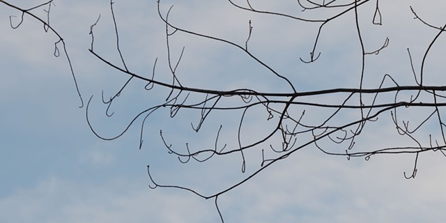 photograph of blue sky, branches, clouds; Schmeeckle Reserve, Stevens Point, Wisconsin; by Colleen E. Gunderson