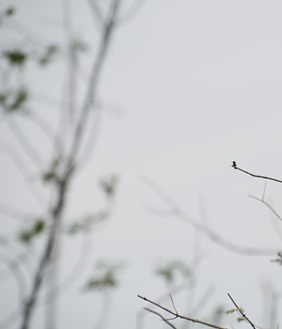 A color photograph depicts a hummingbird on a branch, looking towards the blurred forest in the background.