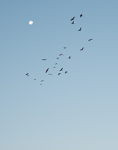 photograph of cormorants moon dawn Sand Bay Sister Bay Door County Wisconsin by Colleen Gunderson