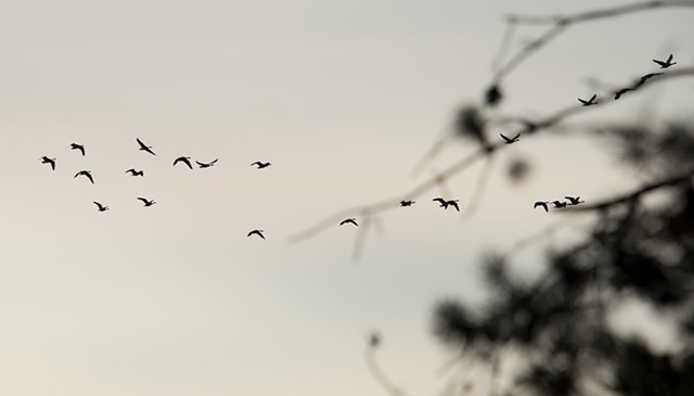 A color photograph depicts silhouettes of geese in flight at sunset, along the lines of blurred branches in the background.