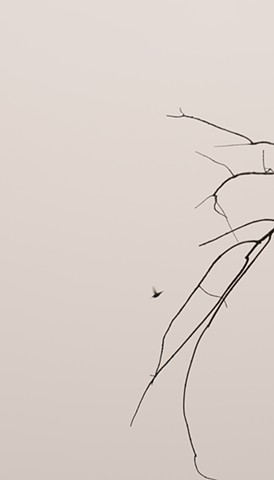 A color photograph depicts silhouettes of branches and a hummingbird, against an Akatosashi tone sky.