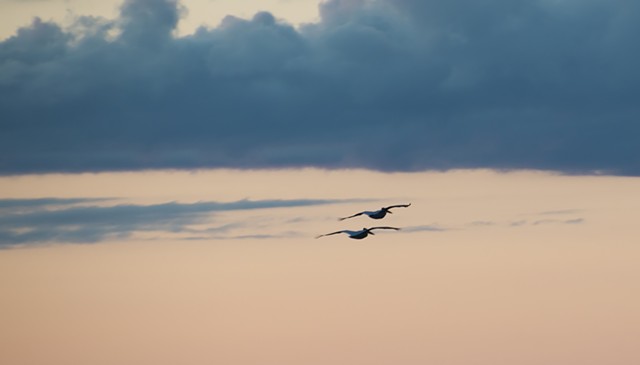 photograph of seagulls sunset Peninsula State Park Door County Wisconsin by Colleen Gunderson