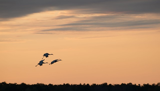 photograph of cranes in flight at sunset by Colleen Gunderson