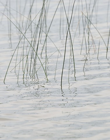 photograph of reeds, reflections, water; Europe Lake, Ellison Bay, Wisconsin; by Colleen E. Gunderson