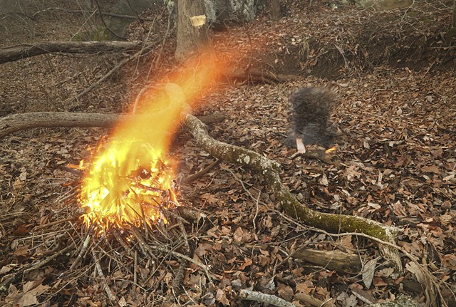 With Fallen Ash Tree