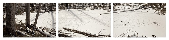 Snow Trace with Coyote Tracks