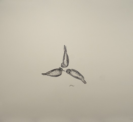 ink drawing, birds