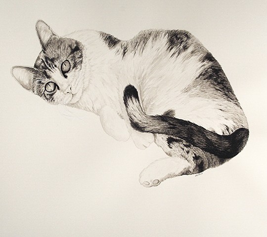 ink drawing, animal portrait