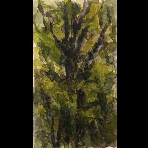 tree study