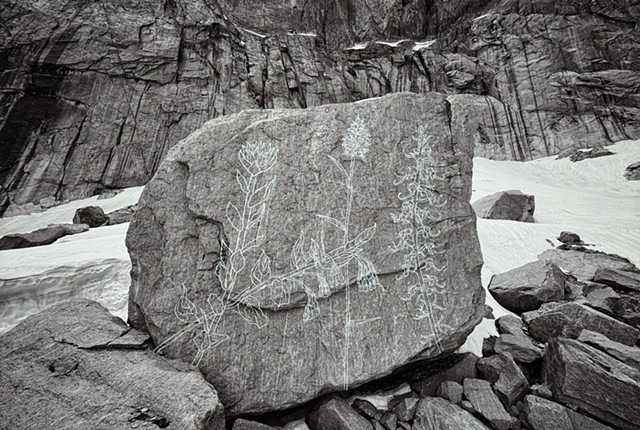 Ghost Flowers: An Alpine Garden at Mills Glacier, Colorado