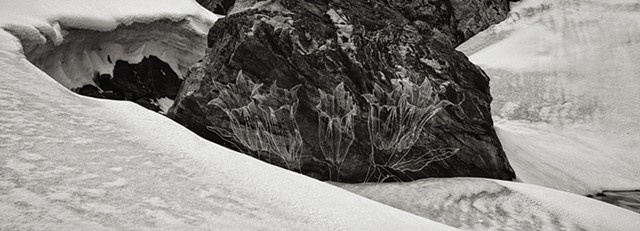 The Glacier Project: Ghost Flowers