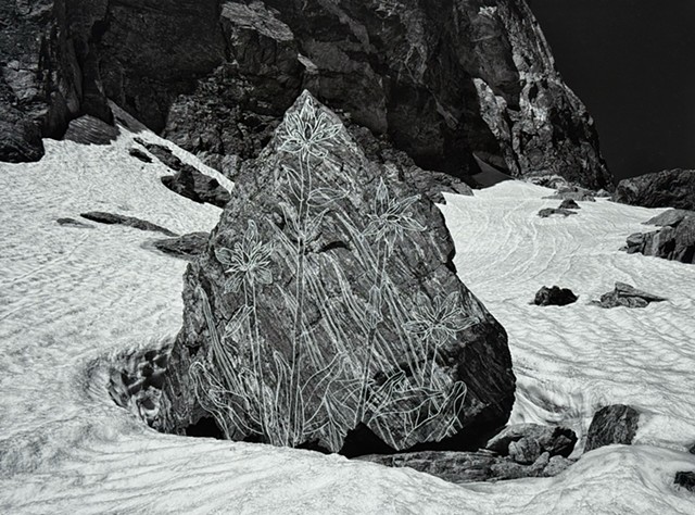 Ghost Flowers: Star Gentians at Tyndall Glacier, Colorado