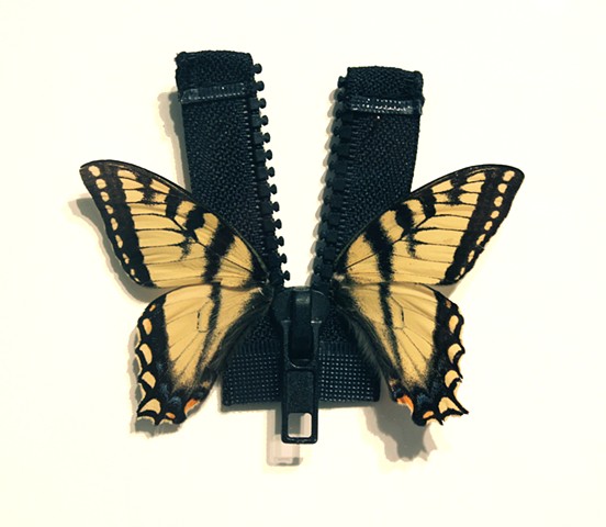 Animal Objects