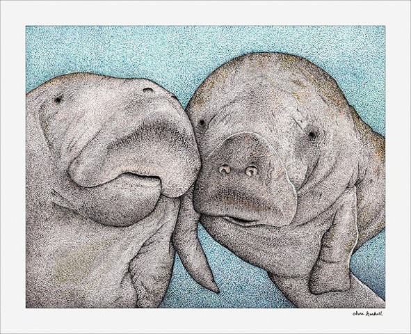 Manatee Romance