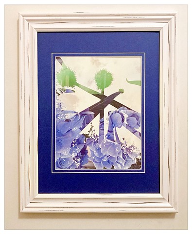 Ornamental Onion & Blue Hydrangea, Photograph printed on Cotton Rag Paper, A modern botanical study blending sculptural blooms and soft hydrangeas, printed with rich detail on cotton rag paper.by Emily Cammarata.