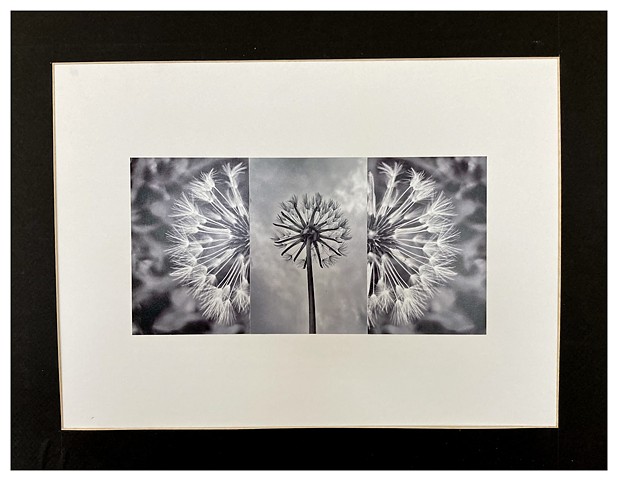 Dandelion, Photo Collage 16X21 inches by Emilly Cammarata