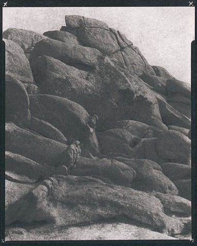 Joshua Tree #1