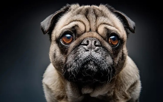 The image shows a close-up of a pug with a dark background. The pug has a wrinkled, short muzzle and large, expressive brown eyes that give it a slightly sad, pleading look. Its fur is short, smooth, and light brown with some darker shading around the fac