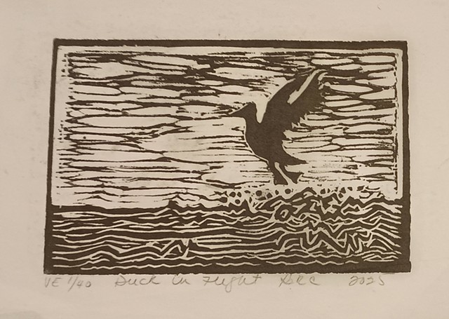 Duck in Flight