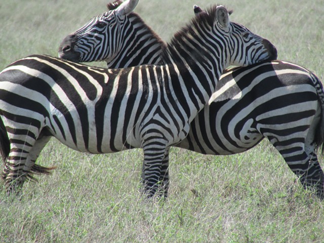 Serengeti Zebra x 2