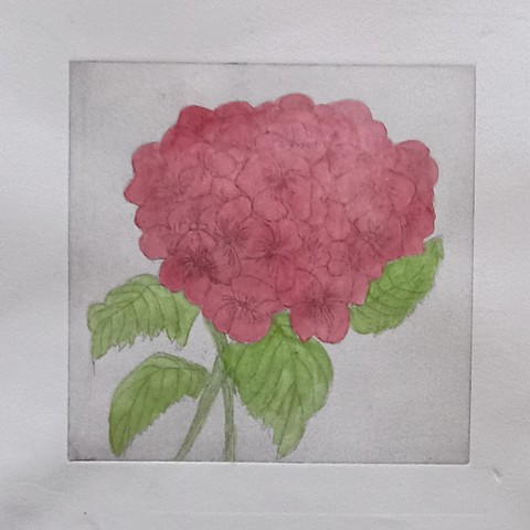Hydrangea pink