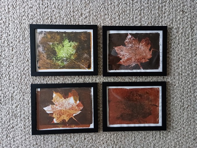 Leaf series #1 lot of 4
