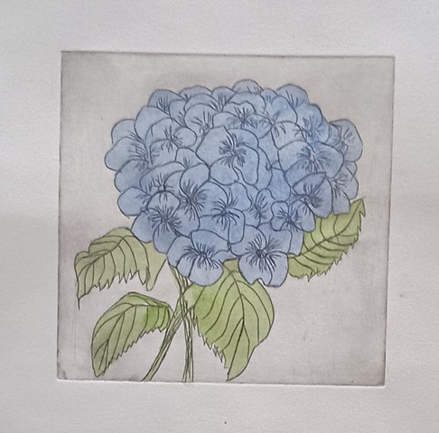 Hydrangea blue