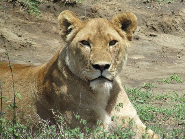 Lion looking at me Serengeti
