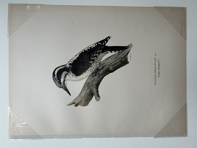 Svenska Faglar (c.1920), Picoides Tridactylus