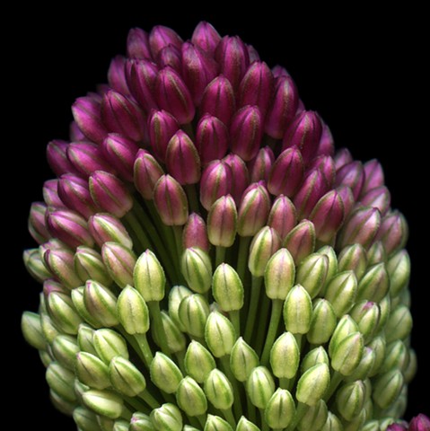 Drumstick Allium