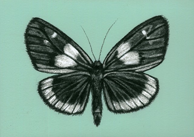 Shannon Oliverio, Drawing, Charcoal and Pastel, Butterfly