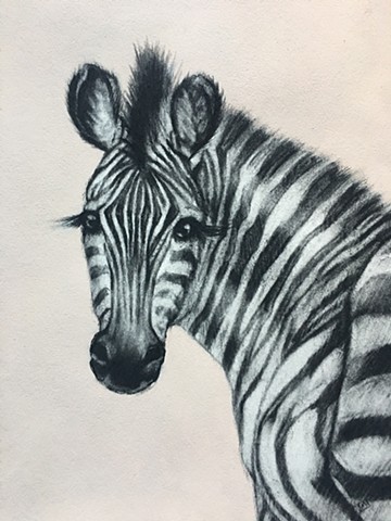 Zebra, Charcoal, Pastel and Acrylic on Paper, Pale Pink