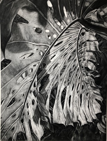 Monstera