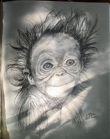 Harry the monkey 