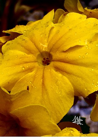 Rain on yellow 1 