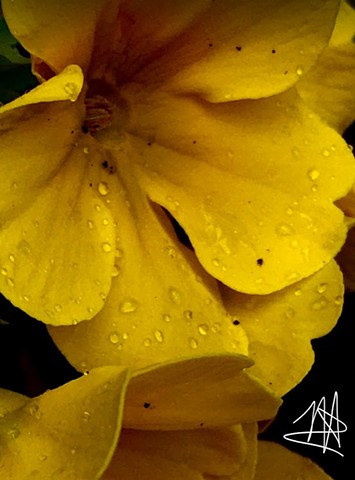 Rain on yellow 2