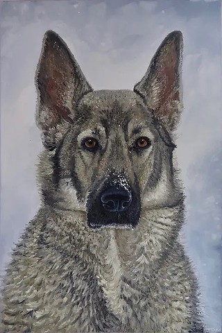 Pet Portraits