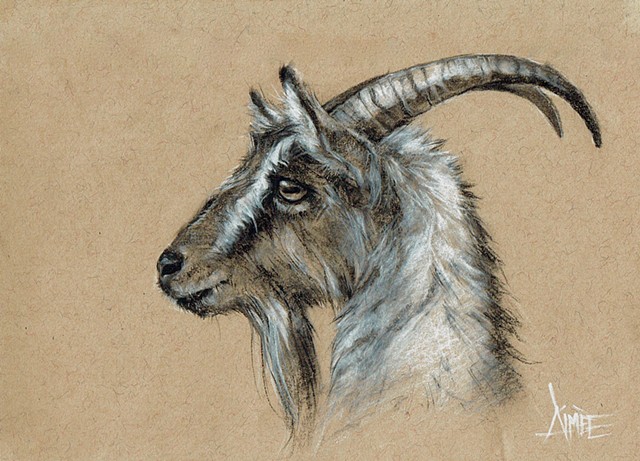 aimee kuester animal natural history museum la charcoal pastel for sale drawing art artwork goat goats billy kid horns evil satanic animals beautiful for sale aimee artist