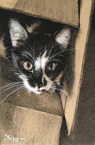 domestic cat pet portrait charcoal pastel aimee kuester drawing art commission cat feline kitty 